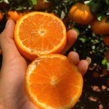 汁水欲滴的現(xiàn)摘沃柑