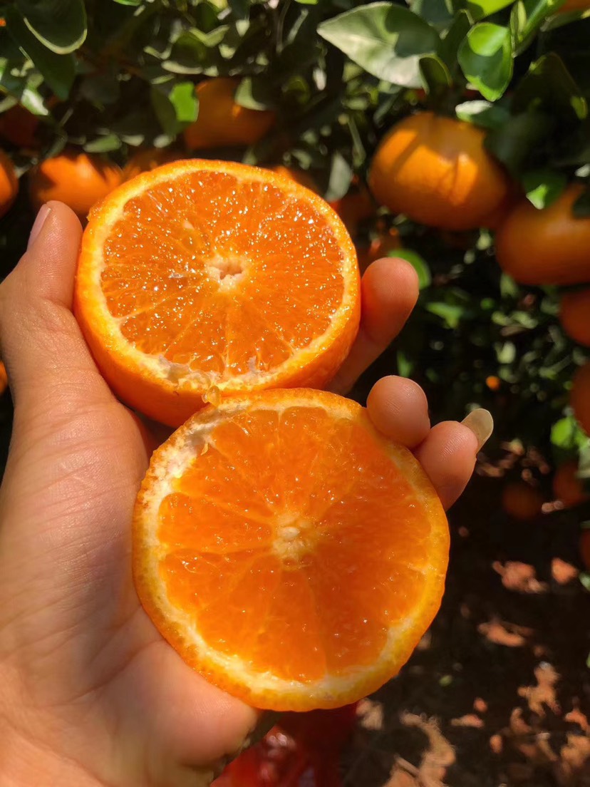 汁水欲滴的現(xiàn)摘沃柑