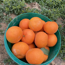 雜草叢生的生態(tài)果園沃柑豐收