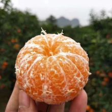 脫了衣服的沃柑