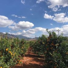 藍(lán)天白云下的沃柑