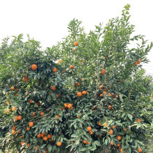 掛滿(mǎn)沃柑的果園