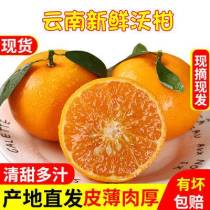 云南沃柑 沃柑大果現(xiàn)摘直發(fā) 保證下樹(shù)即發(fā)