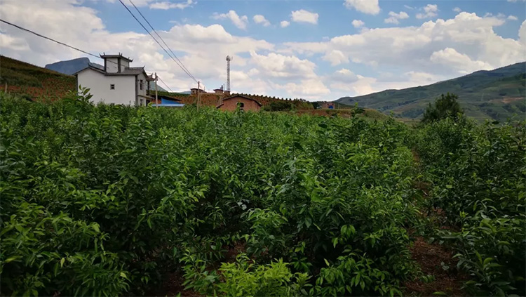 云南沃柑園修剪